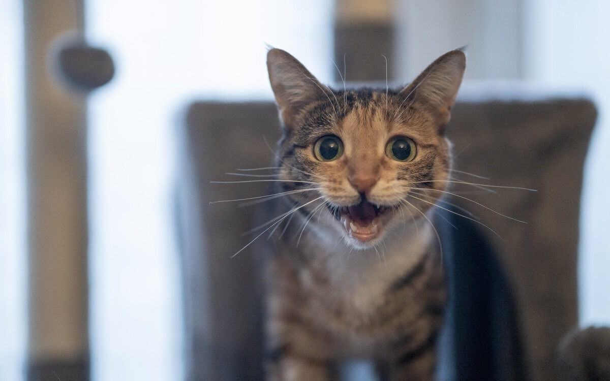 Gato maullando de noche en la oscuridad.