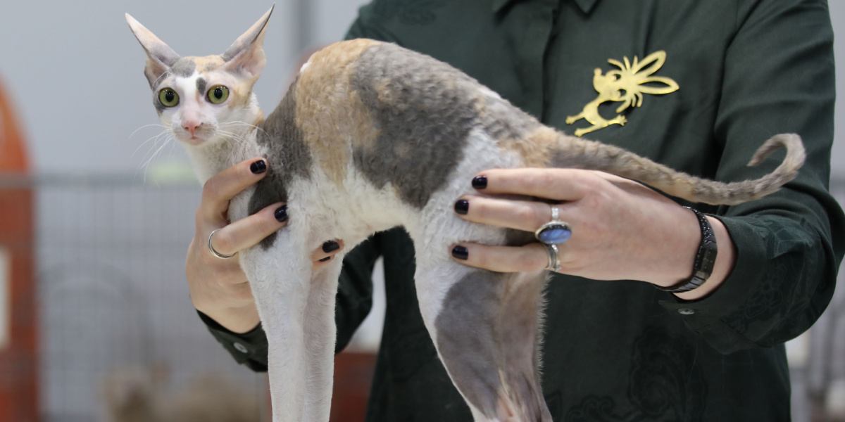 Una elegante fotografía de un gato Cornish Rex, conocido por su distintivo pelaje rizado, cuerpo delgado y orejas grandes, que captura la apariencia única y cautivadora de esta raza felina en particular.