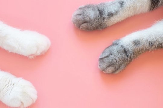 10 Datos fascinantes sobre las patas de tu gato