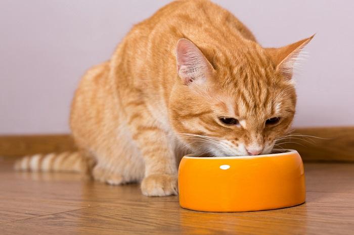 Gato comiendo en un cuenco