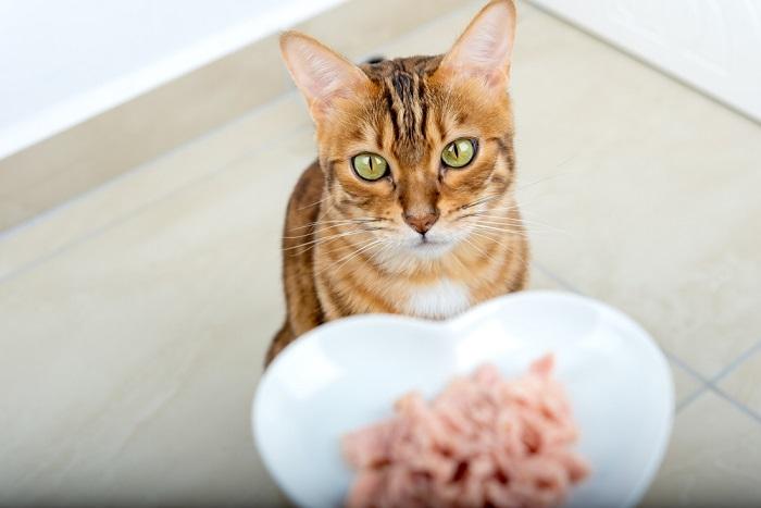 Gato de Bengala comiendo atún.