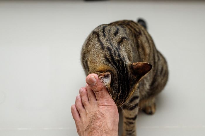 Un gato de aspecto aburrido descansando cómodamente, con un dejo de desinterés en su expresión, capturando la esencia de un momento de ociosidad felina.