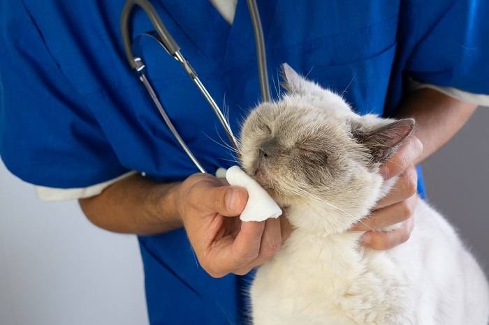 Un gato que muestra signos de sinusitis, una condición que puede afectar su salud respiratoria, lo que subraya la importancia de una rápida atención y tratamiento veterinario.