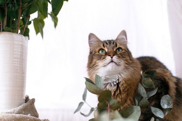 Los gatos odian los olores