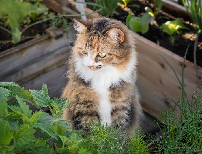 Olores que los gatos odian