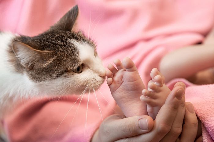 Una escena conmovedora que muestra una interacción suave entre un gato curioso y un par de pequeños pies de bebé, mientras el gato los huele con curiosidad y el bebé observa con asombro.