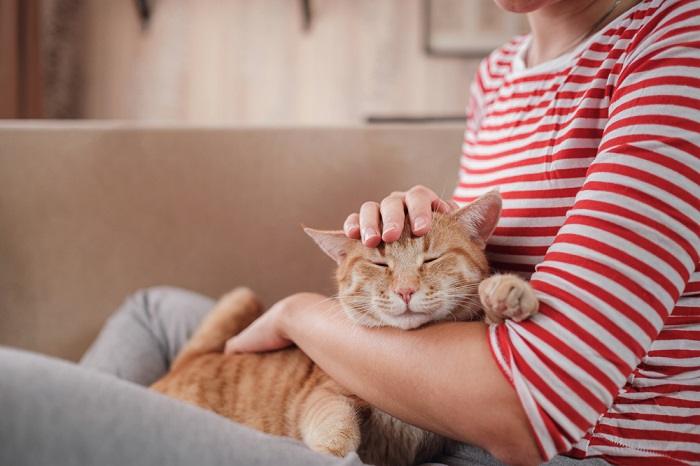 Una imagen que captura la relación armoniosa entre un gato y un humano.