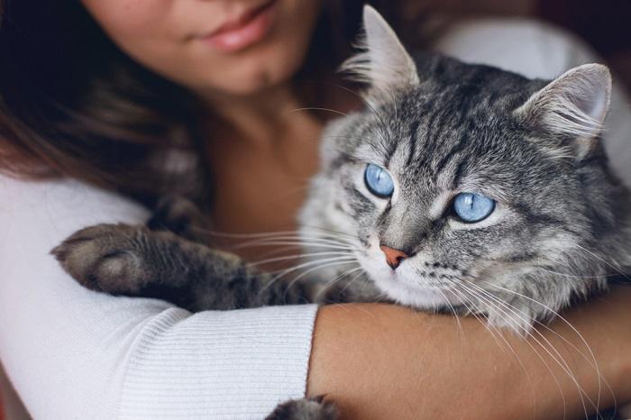 Una interacción conmovedora entre un gato y un humano, que demuestra su relación cercana y afectuosa.