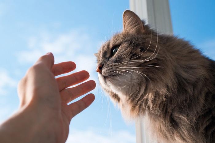 Una imagen que captura una tierna interacción entre un gato y una mano humana.