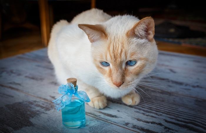 Los gatos odian los olores