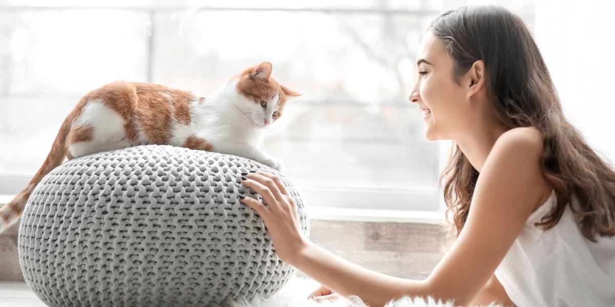 Gato interactuando con una persona