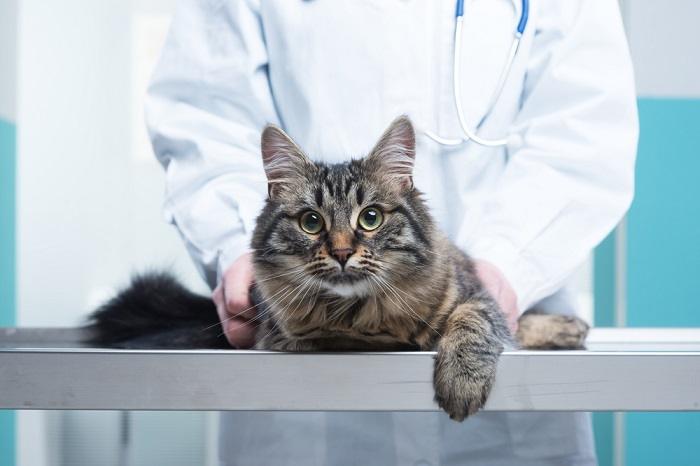 Una imagen que captura la interacción entre un gato y un veterinario, con el veterinario brindando atención y cuidados profesionales, resaltando la importancia de los controles de salud regulares para el bienestar felino.