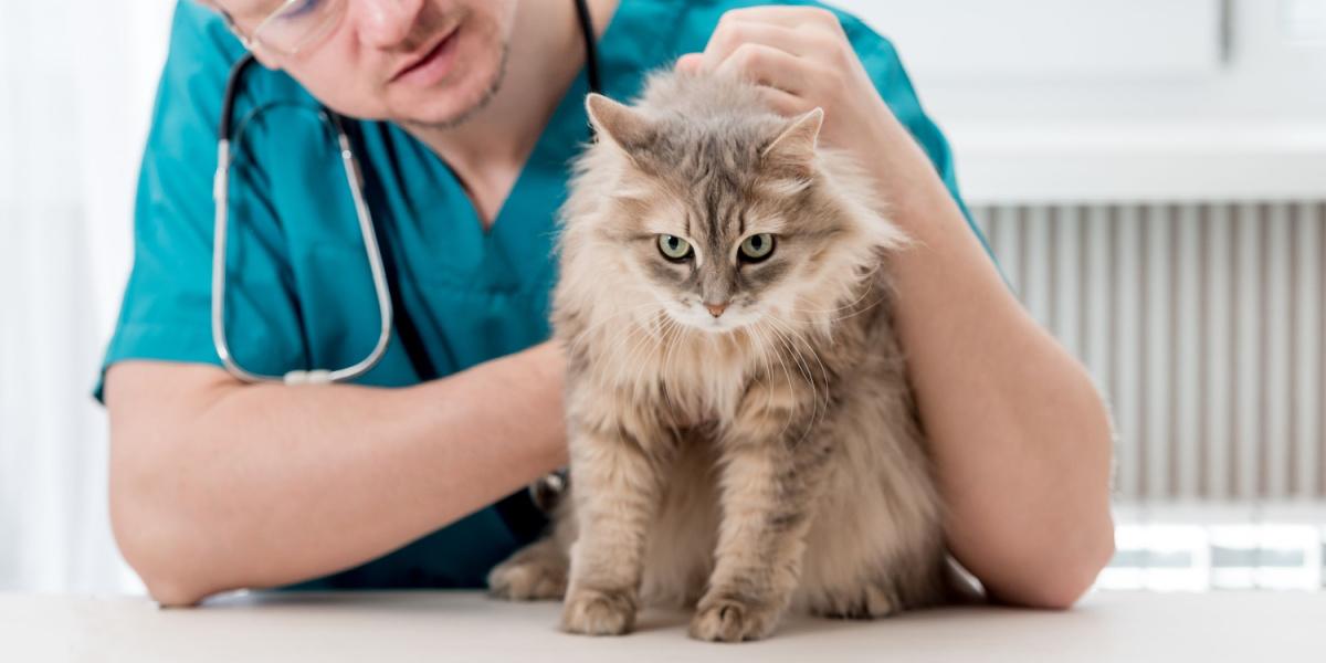 Gato en el veterinario