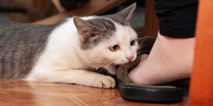 Un adorable gato gris y blanco mordisquea juguetonamente los pies de una persona, mostrando su naturaleza juguetona y cariñosa.