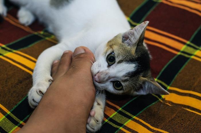 Una imagen lúdica que captura a un gato con sus dientes agarrando suavemente los pies de una persona, demostrando un momento alegre e interactivo de comportamiento felino.