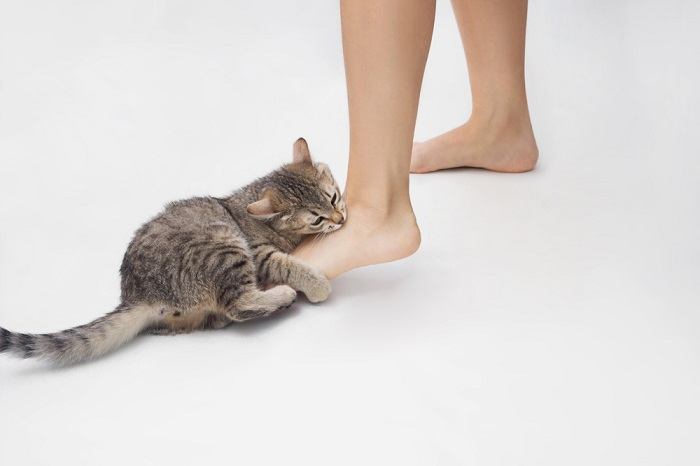 Un travieso gato atigrado de color naranja, con los ojos muy abiertos y la boca abierta, haciendo un gesto juguetón de "morder" los pies de una persona.