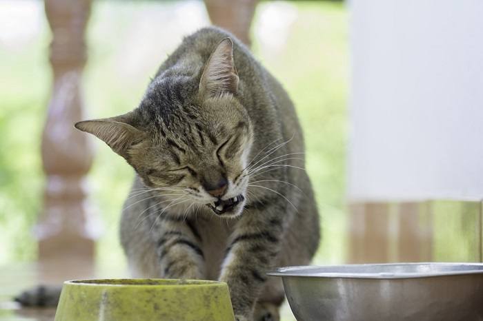 Un gato que experimenta dolor dental, lo que enfatiza la importancia del cuidado de la salud dental de las mascotas.