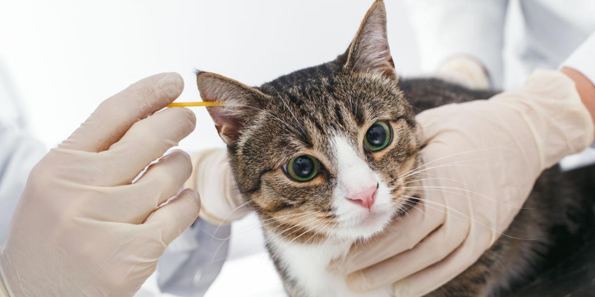 Imagen que muestra la limpieza de las orejas de un gato.