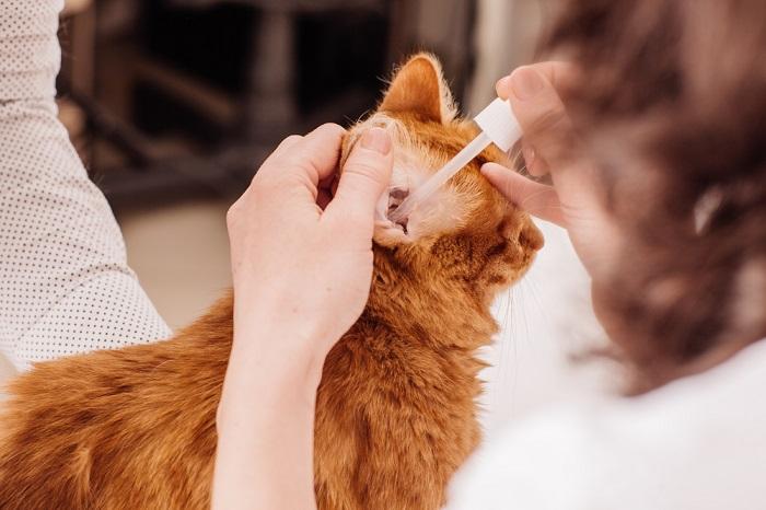 Imagen que muestra una gota de oreja de gato.