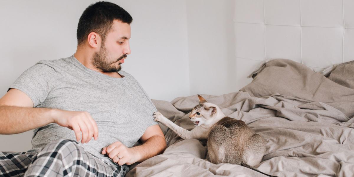 La imagen muestra a un gato silbando a un humano, mostrando un comportamiento defensivo.