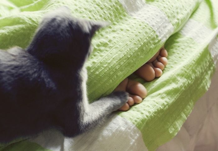 Un gato concentrado en modo de caza, agachado y acechando con intención hacia los pies de una persona, retratando sus instintos innatos de depredador de una manera lúdica.