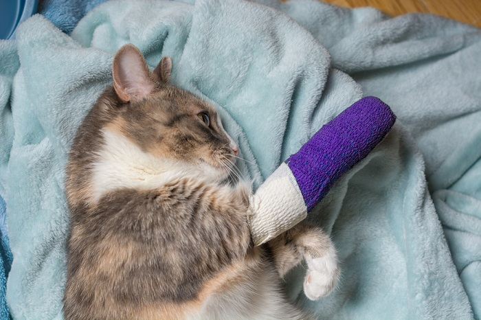 Gato herido con un yeso en la pata.