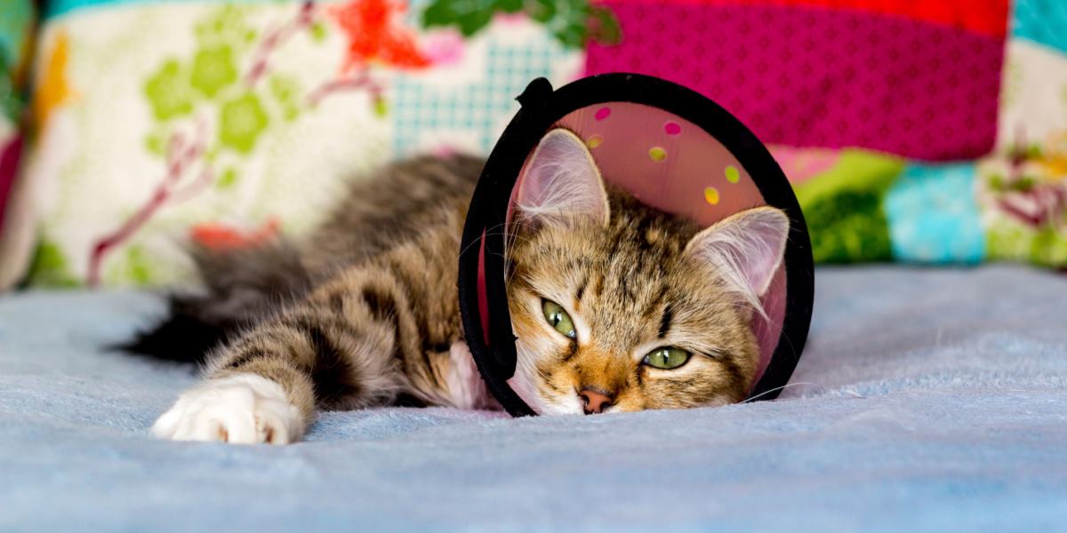 Un gato descansando cómodamente en una cama.