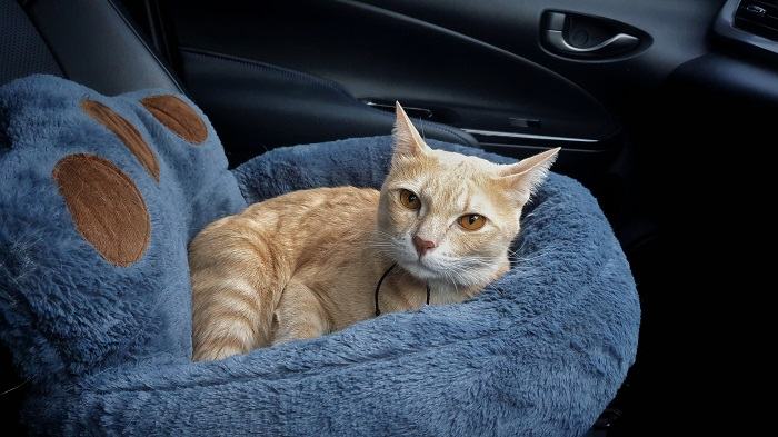 Gato en una cama blanda en un coche.