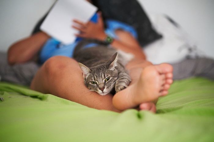 Un gato contento descansando cómodamente entre las piernas de una persona, disfrutando del calor y la compañía en una posición relajada y cómoda.