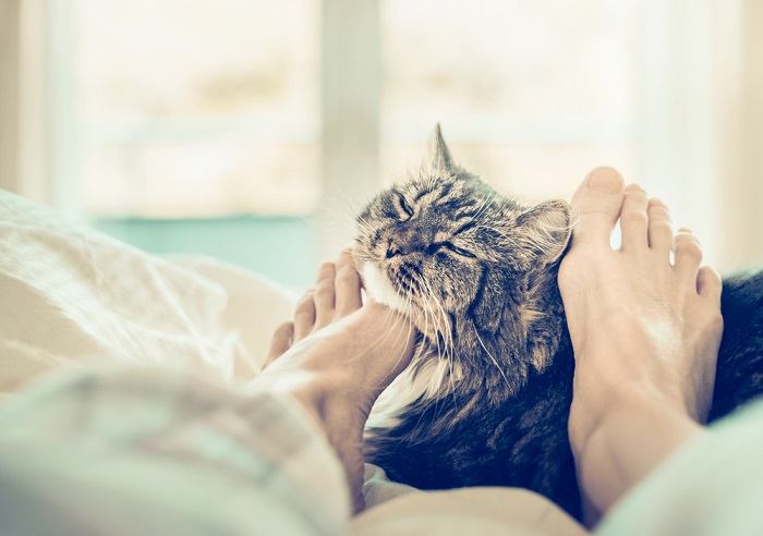 Una imagen seria que muestra a un gato en apuros, sosteniendo una de sus patas con una expresión preocupada, lo que sugiere la presencia de un posible problema médico que requiere atención.