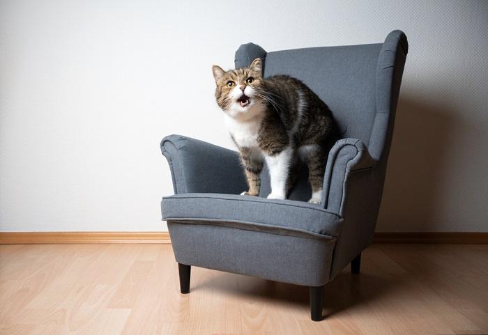 Fotografía de un gato curioso y vocal, que emite un entrañable sonido "neoow", mientras exhibe su personalidad encantadora y expresiva.