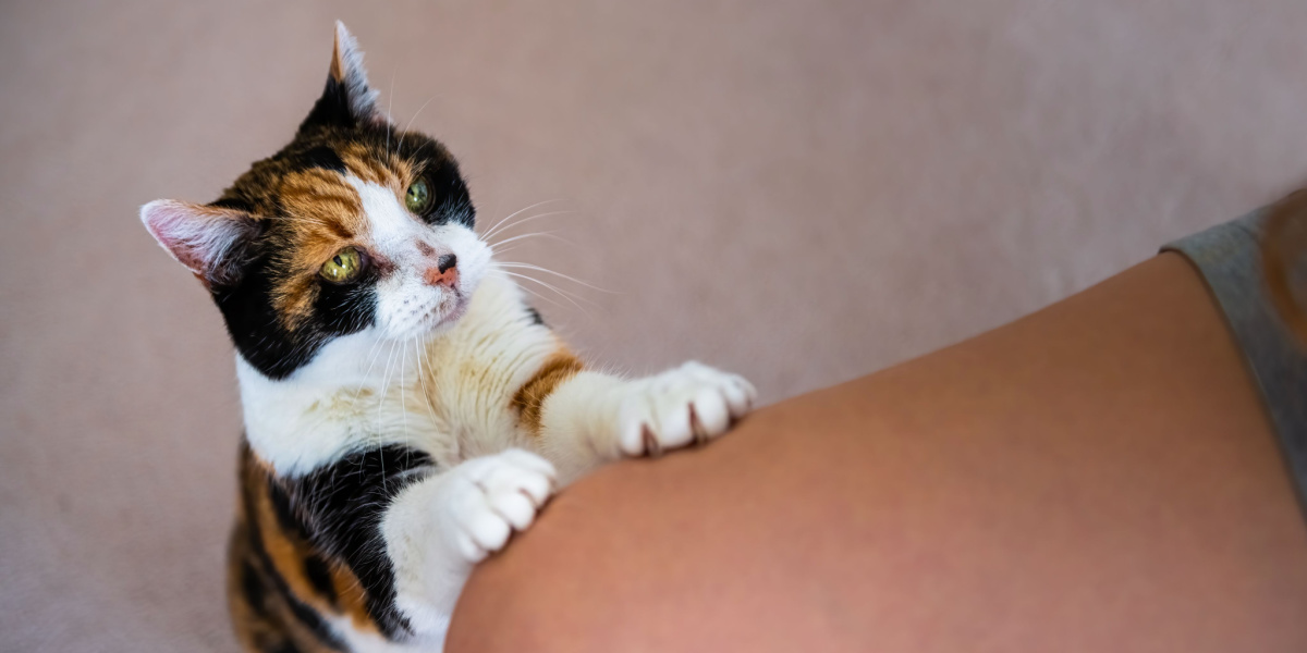 Gato de pie y poniendo sus patas sobre el muslo de alguien