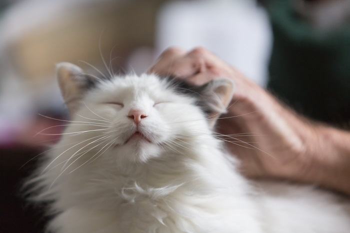 Gato siendo mascota