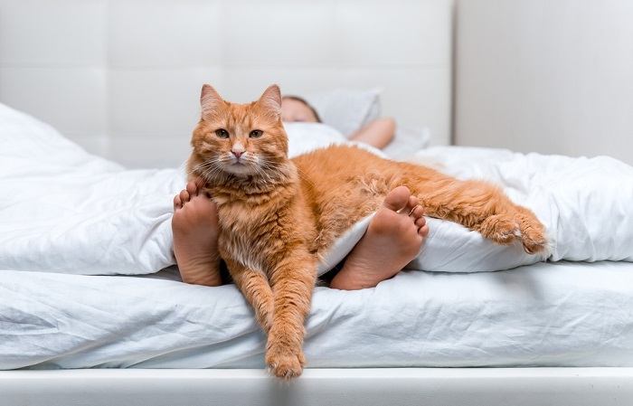 Un gato enérgico que salta con entusiasmo y juega con los pies de una persona, mostrando su naturaleza juguetona y vivaz.