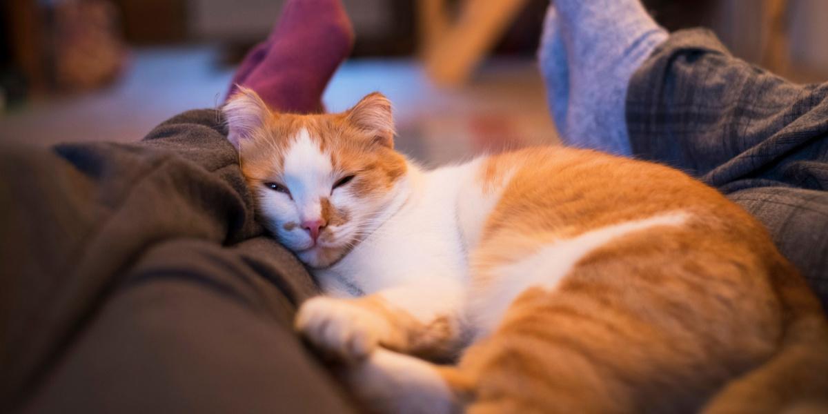 Gato durmiendo tranquilamente entre una pareja.