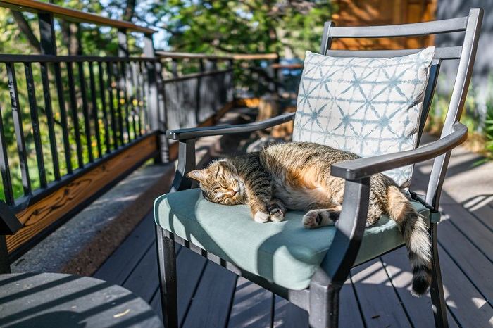 Una imagen de un gato durmiendo pacíficamente en un cómodo sillón.