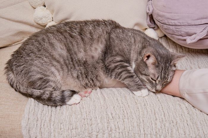 Un gato profundamente dormido, cómodamente acurrucado en el abrazo de las piernas de alguien.