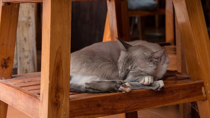 Un gato durmiendo cómodamente bajo una silla de madera, disfrutando de un lugar acogedor y protegido para descansar.