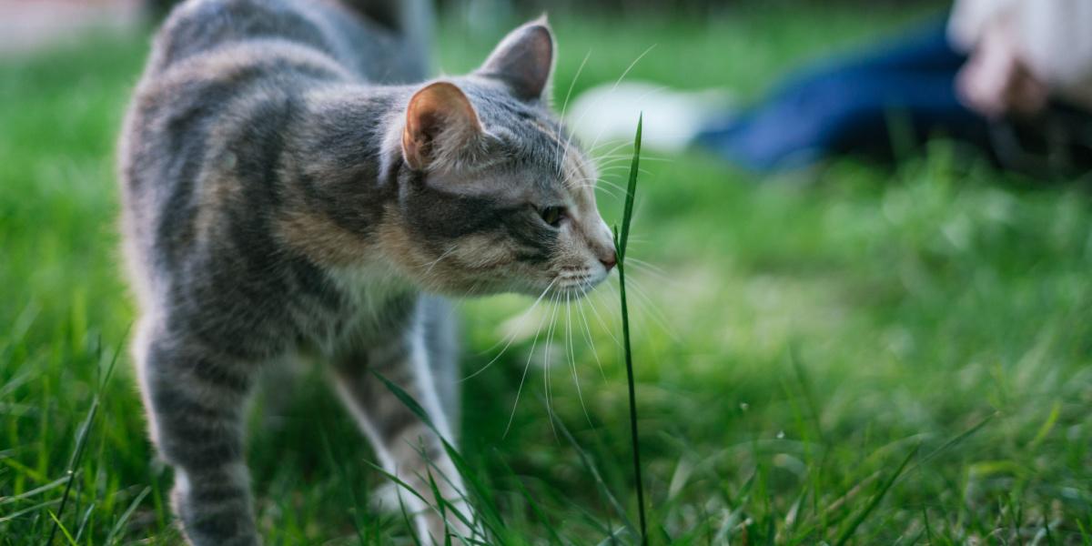 Una imagen que captura a un gato inhalando profundamente el aroma de una brizna de hierba, resaltando su agudo sentido del olfato y su curiosidad natural hacia el mundo que lo rodea.