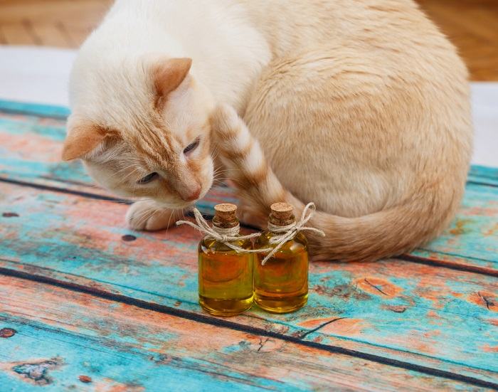 Olores que tu gato odia