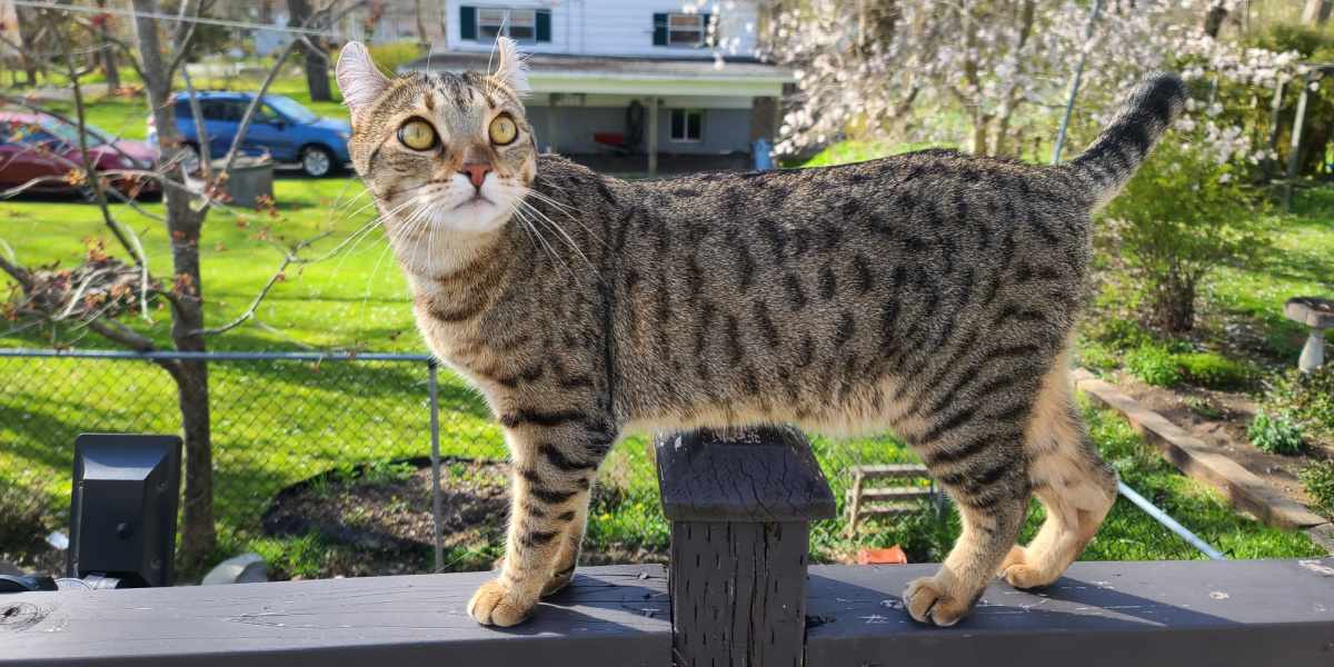 Un gato paseando tranquilamente por un patio o espacio al aire libre.