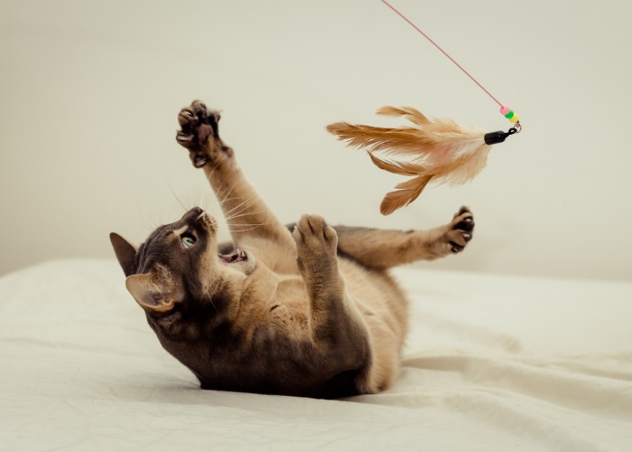 Gato entusiasta jugando con un juguete.