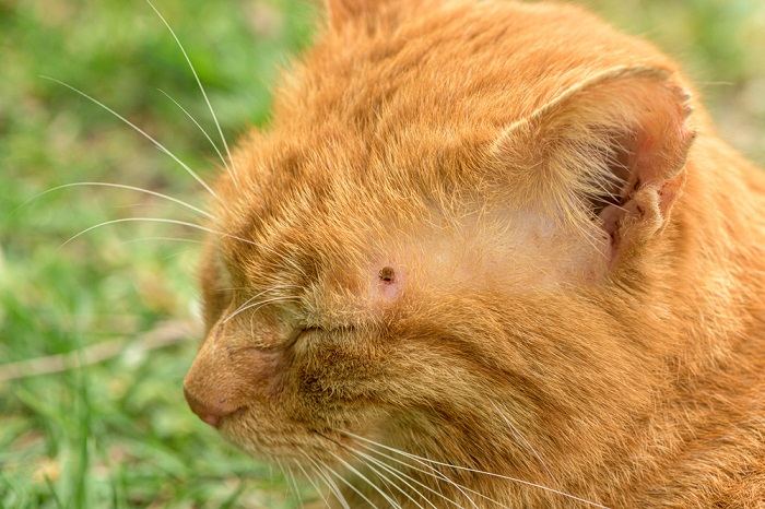 gato con una garrapata