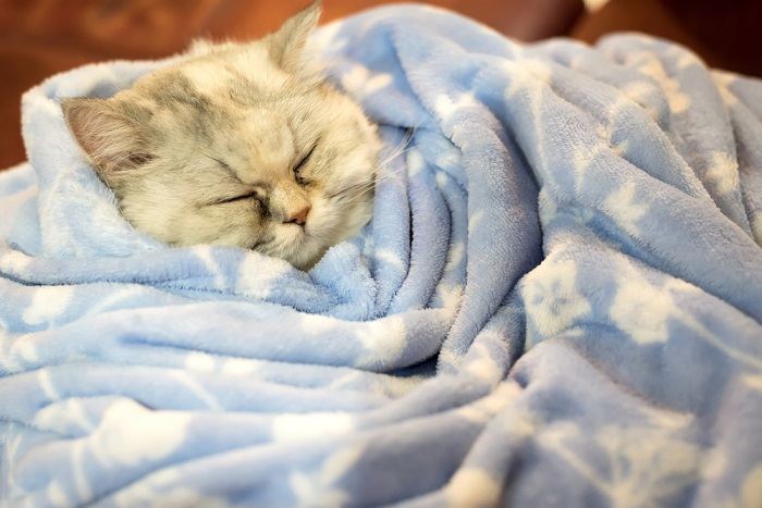 Una imagen que muestra un gato envuelto cómodamente en una manta, lo que refleja un entorno reconfortante y seguro que los gatos a menudo buscan para relajarse y sentirse cálidos.