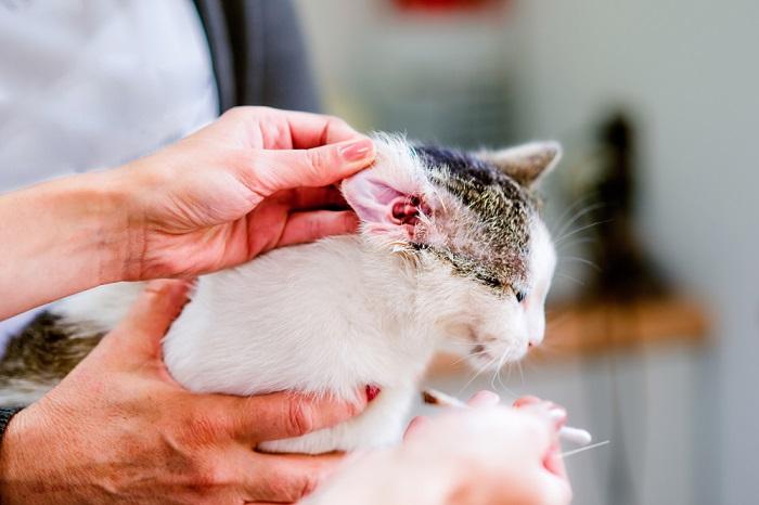 Imagen que representa el proceso de revisión de la oreja de un gato.