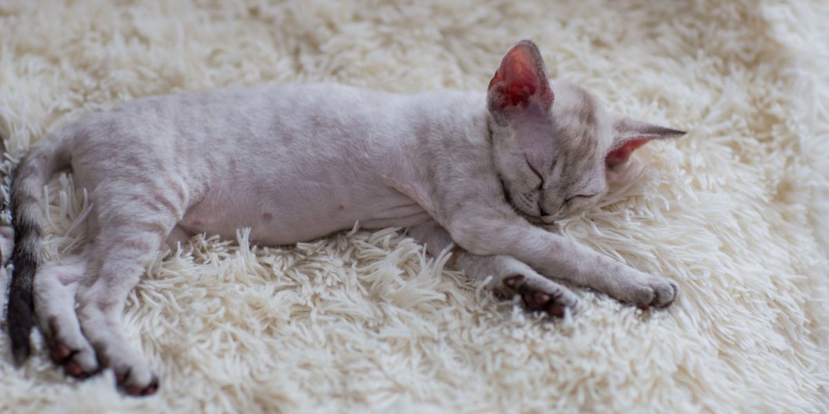 Un gato de raza Devon Rex durmiendo pacíficamente, mostrando su apariencia única y su encantadora pose para dormir.