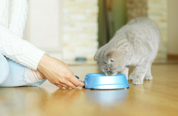 La imagen captura un momento de una persona alimentando a un gato.