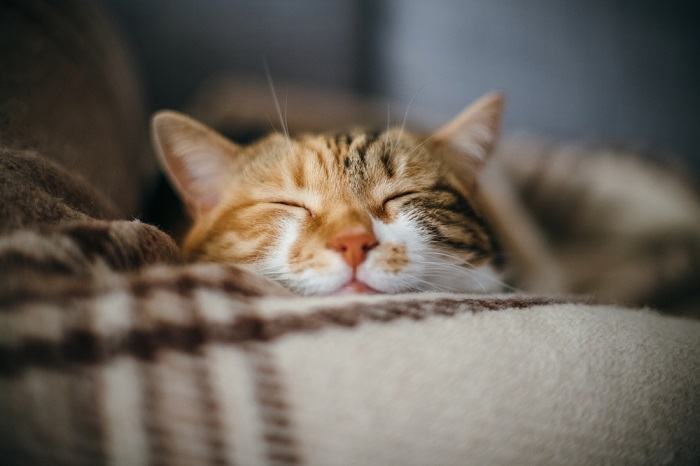 Un gato feliz y contento, con expresión de felicidad, irradiando alegría y bienestar.