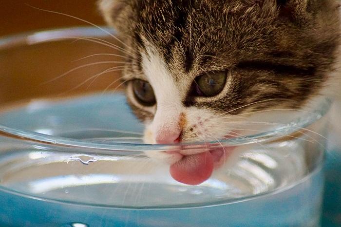 Un lindo gatito saciando su sed bebiendo agua delicadamente, capturado en un momento refrescante.