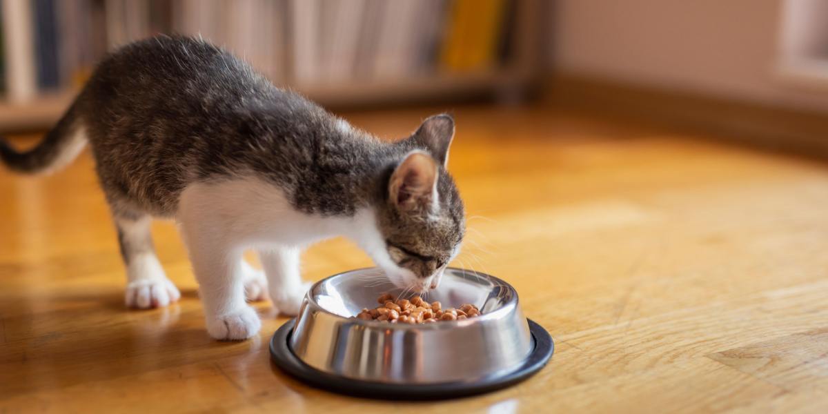 Gatito comiendo en un cuenco.